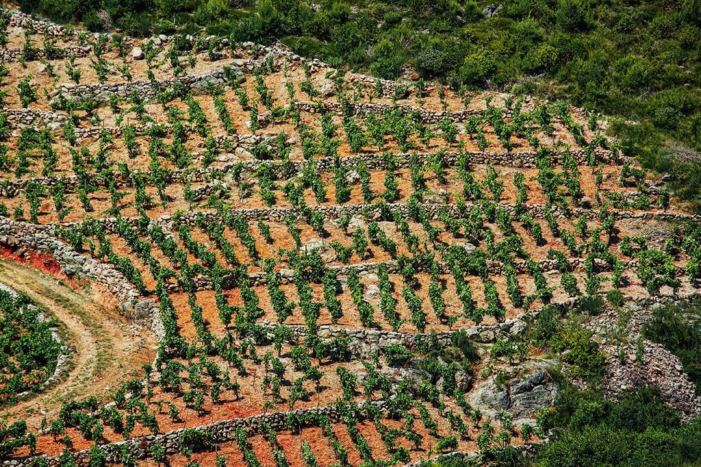 Peljesac wine tour from Dubrovnik